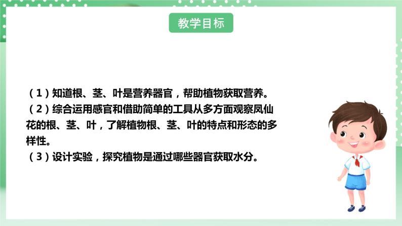 【核心素养】人教鄂教版科学三年级下册 2.6《根茎叶》课件+教案+分层练习04