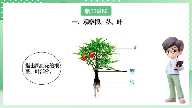 【核心素养】人教鄂教版科学三年级下册 2.6《根茎叶》课件+教案+分层练习08