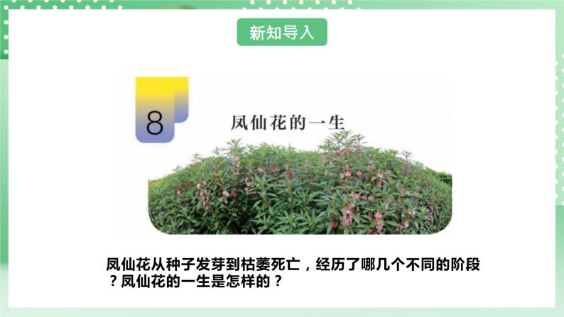 【核心素养】人教鄂教版科学三年级下册 2.8《凤仙花的一生》课件+教案+分层练习06