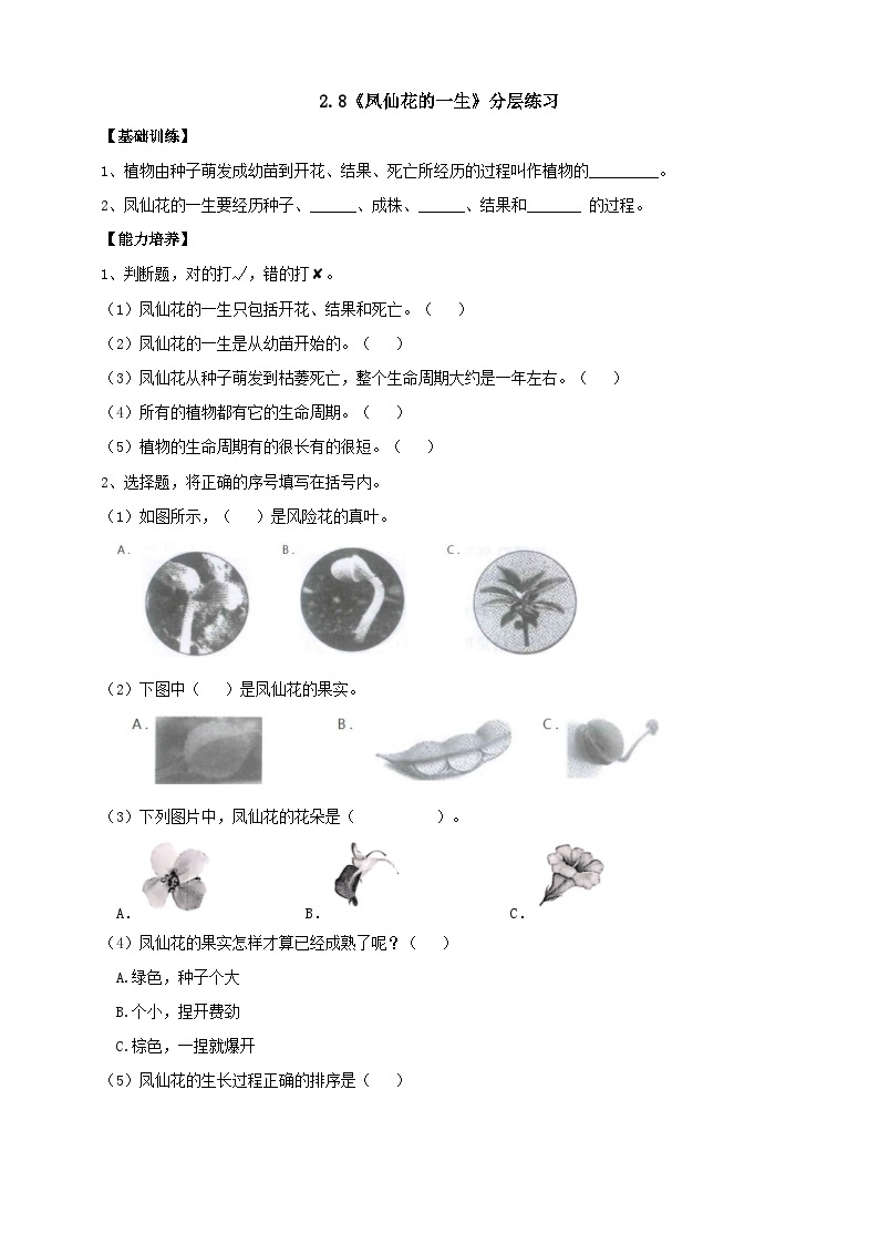 【核心素养】人教鄂教版科学三年级下册 2.8《凤仙花的一生》课件+教案+分层练习01