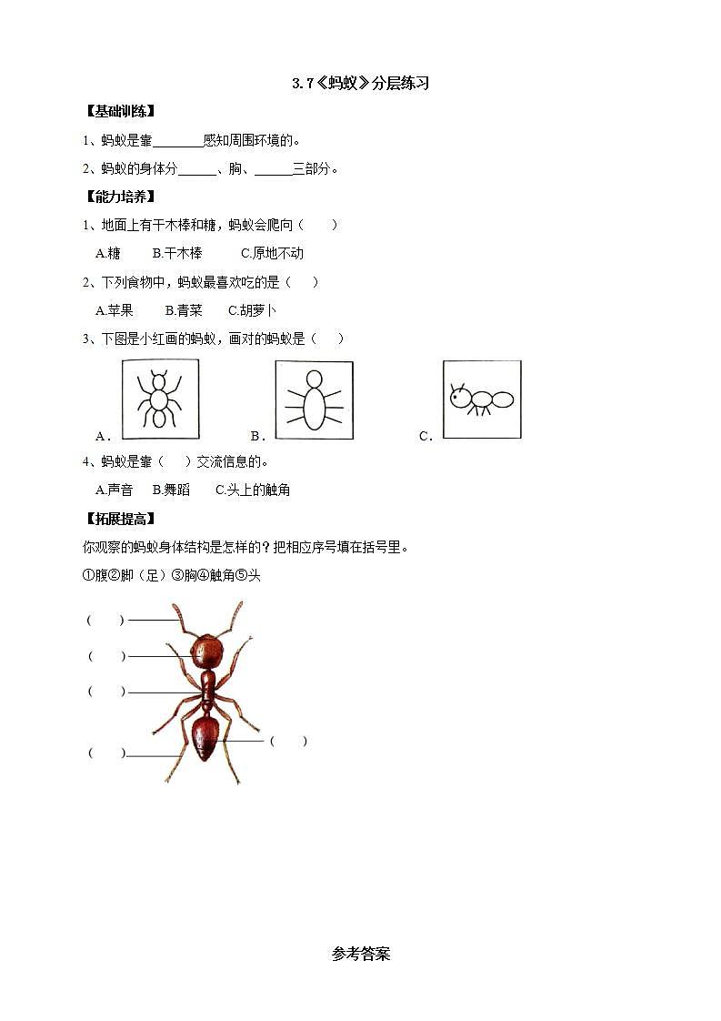 【核心素养】人教鄂教版科学二年级下册3.7《蚂蚁》课件+教案+分层练习01