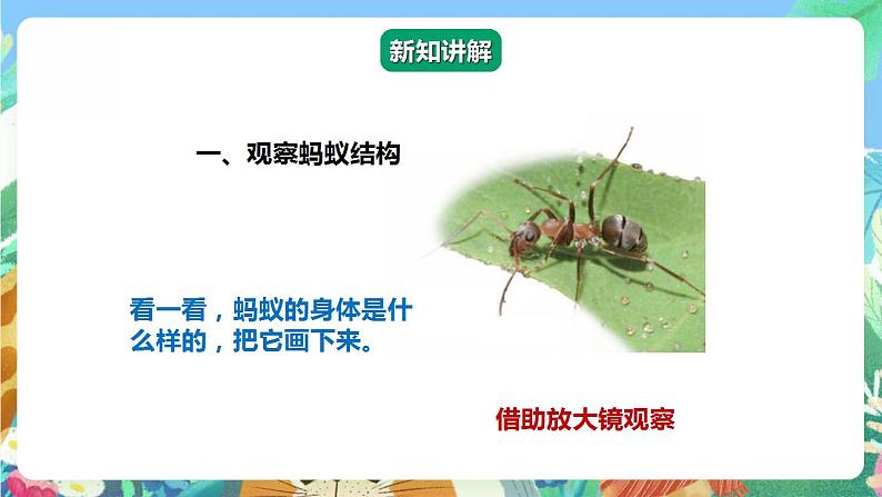 【核心素养】人教鄂教版科学二年级下册3.7《蚂蚁》课件+教案+分层练习05