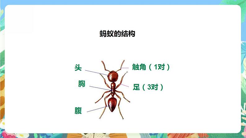 【核心素养】人教鄂教版科学二年级下册3.7《蚂蚁》课件+教案+分层练习07