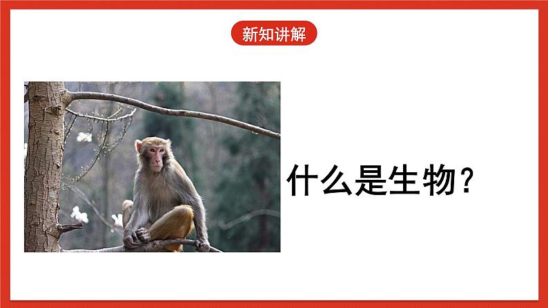 冀人版科学三年级下册 1《生物与非生物》课件+教案+练习06