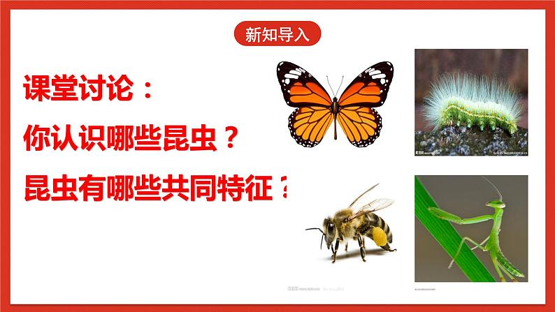 冀人版科学三年级下册 5《昆虫》课件+教案+练习04