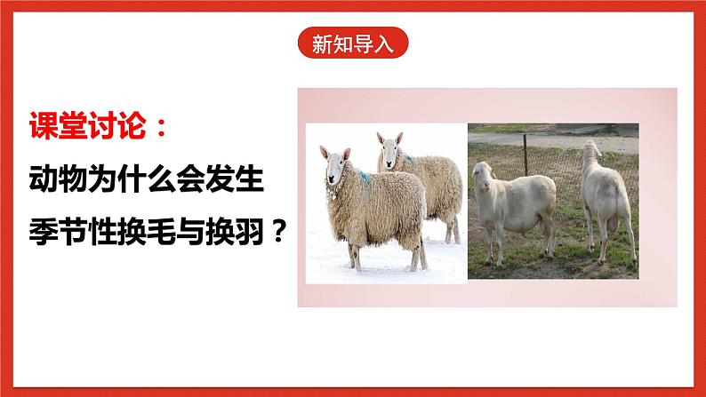 冀人版科学三年级下册 8《动物的换毛与换羽》课件+教案+练习04