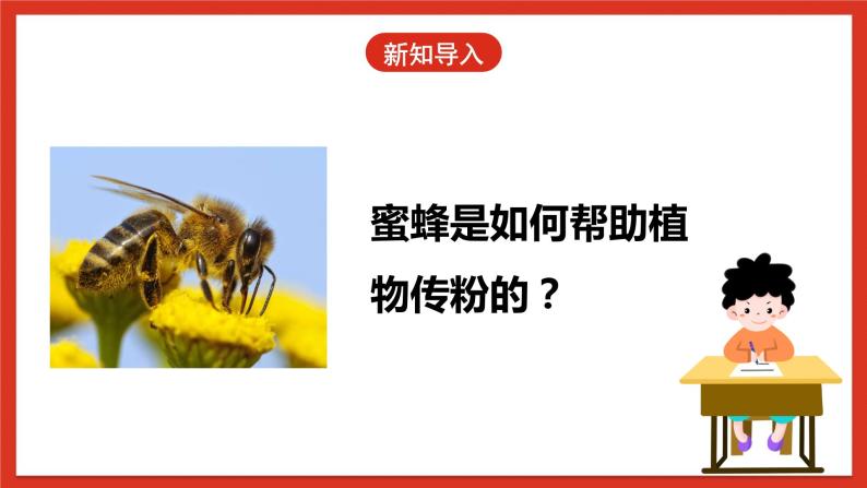 冀人版科学三年级下册 10《蜜蜂传粉》课件+教案+练习04