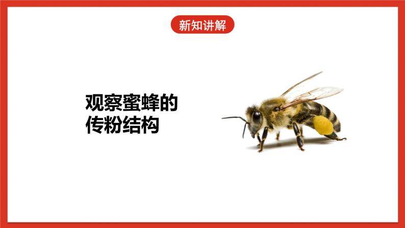 冀人版科学三年级下册 10《蜜蜂传粉》课件+教案+练习06