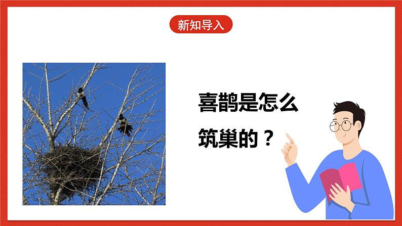 冀人版科学三年级下册 11《喜鹊筑巢》课件+教案+练习04