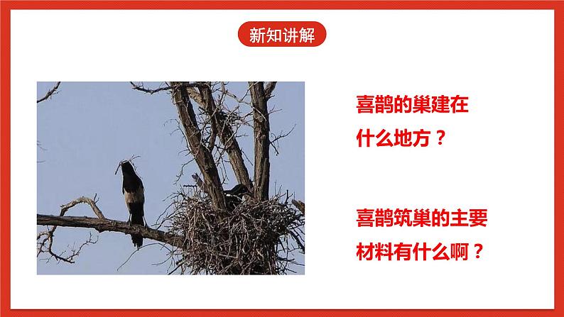 冀人版科学三年级下册 11《喜鹊筑巢》课件+教案+练习06