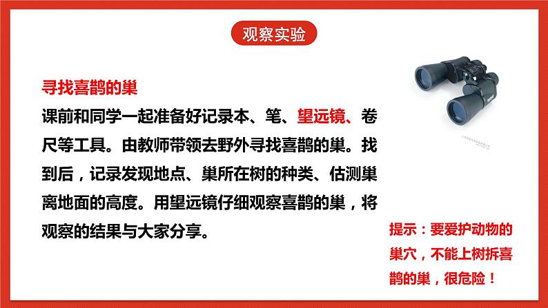 冀人版科学三年级下册 11《喜鹊筑巢》课件+教案+练习08