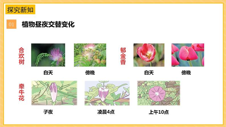 苏教版科学五年级下册 3.10昼夜对植物的影响 教学课件第6页