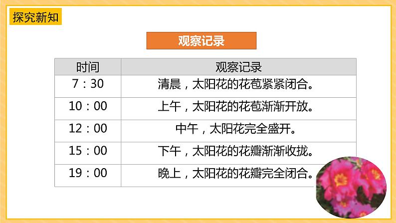 苏教版科学五年级下册 3.10昼夜对植物的影响 教学课件第8页