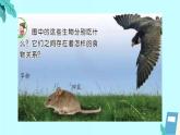 蘇教版科學(xué)六年級下冊 6.有趣的食物鏈 教學(xué)課件