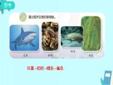 蘇教版科學(xué)六年級下冊 6.有趣的食物鏈 教學(xué)課件