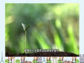 蘇教版科學六年級下冊 4.16健康的土地 教學課件