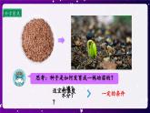 【核心素养目标】1.2 种植凤仙花（课件+教案+素材）