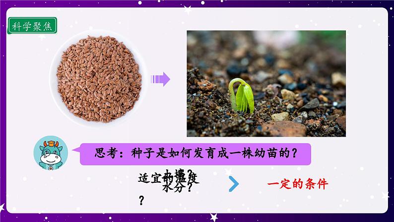 1.1 种植凤仙花 课件第4页