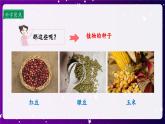 【核心素养目标】1.1 种子里孕育着新生命（课件+教案+素材）