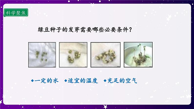 1.3 绿豆苗的生长 课件第4页