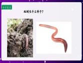 【核心素养目标】1.4 蚯蚓的选择（课件+教案+素材）