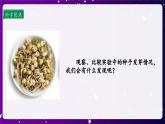 【核心素养目标】1.2 比较种子发芽实验（课件+教案+素材）