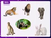 【青岛版六三制】一下科学  2.4 常见的动物 课件+教案+练习