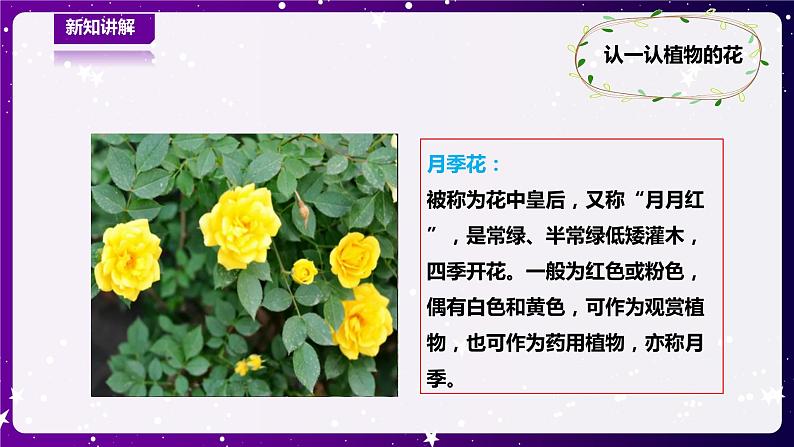 【青岛版六三制】一下科学  3.9看花认植物 课件+教案+练习05