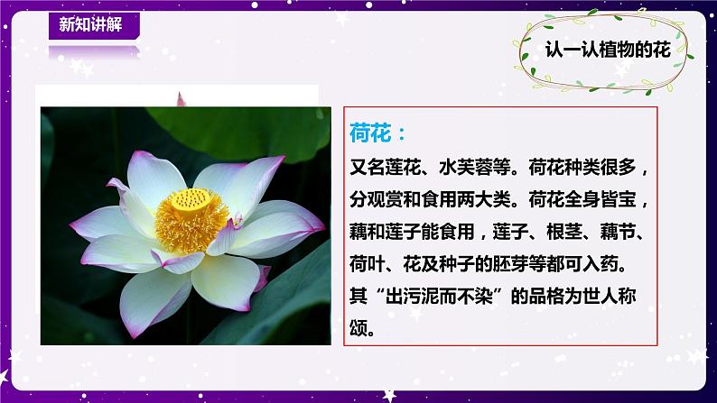 【青岛版六三制】一下科学  3.9看花认植物 课件+教案+练习07