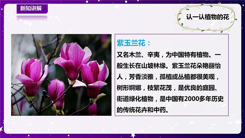 【青岛版六三制】一下科学  3.9看花认植物 课件+教案+练习08