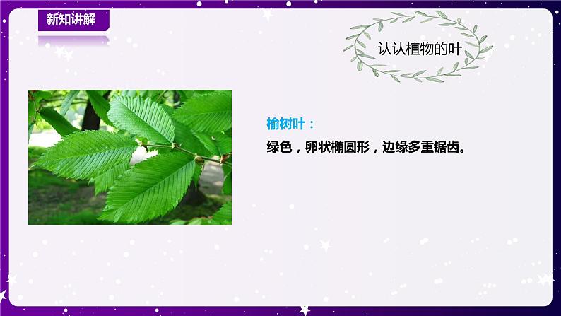 【青岛版六三制】一下科学  3.10 看叶认植物 课件+教案+练习04