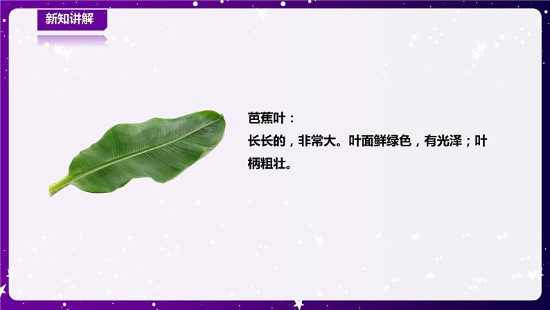 【青岛版六三制】一下科学  3.10 看叶认植物 课件+教案+练习06