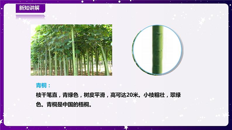 【青岛版六三制】一下科学  3.11 看茎认植物 课件+教案+练习06