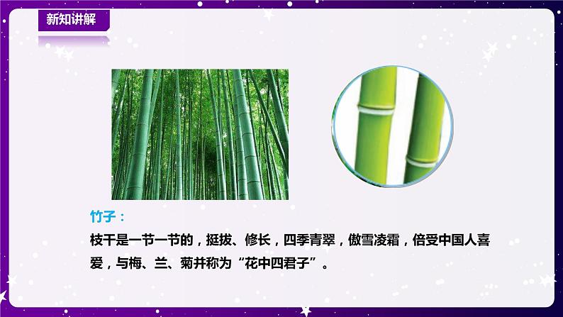 【青岛版六三制】一下科学  3.11 看茎认植物 课件+教案+练习07