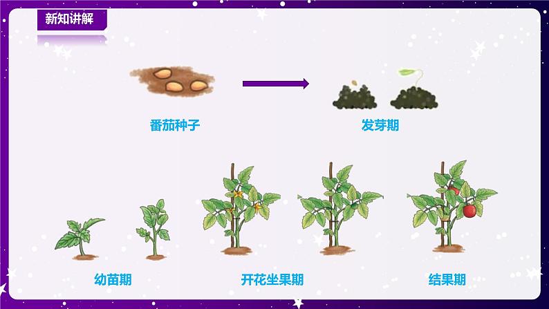 青岛版小学科学一年级下册第五单元《我们的产品》—15.番茄与番茄酱第6页