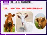 【青岛版六三制】二下科学  4.11动物的眼睛  课件+教案+练习