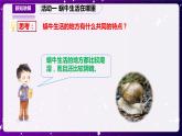 【青岛版六三制】二下科学  4.14观察蜗牛 课件+教案+练习 +素材