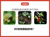 教科版科學五年級下冊1.1《種子發(fā)芽實驗》課件+教案+練習