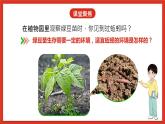 教科版科学五年级下册1.4《蚯蚓的选择》课件+教案+练习