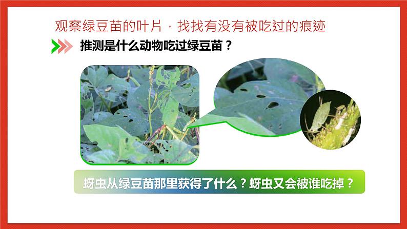 教科版科学五年级下册1.6《食物链和食物网》课件+教案+练习07