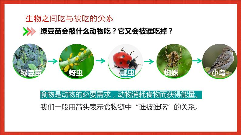 教科版科学五年级下册1.6《食物链和食物网》课件+教案+练习08