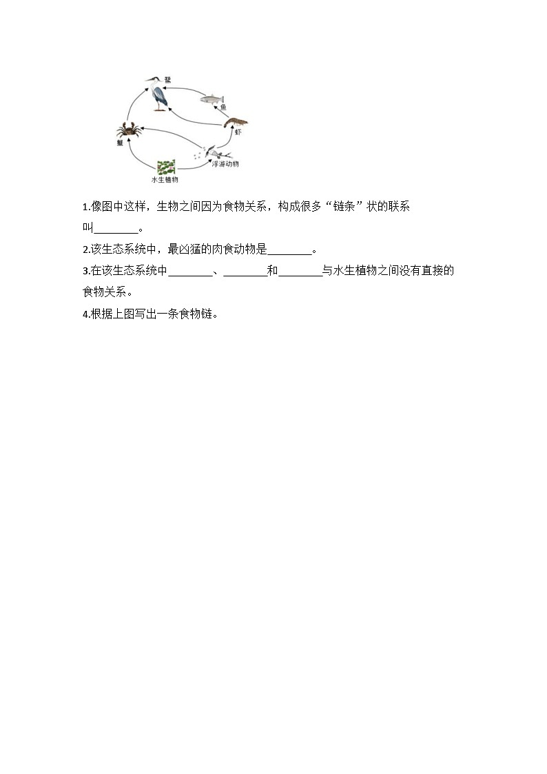 教科版科学五年级下册1.6《食物链和食物网》课件+教案+练习02