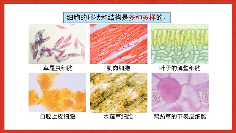 苏教版科学五下 5.1 《搭建生命体的“积木”》课件第4页