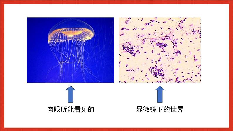 苏教版科学五下 1.2 《微小的生命体》课件+教案06