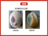 蘇教版科學五下 1.3 《發(fā)霉與防霉》課件+教案