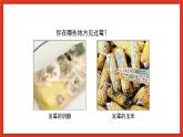 蘇教版科學五下 1.3 《發(fā)霉與防霉》課件+教案