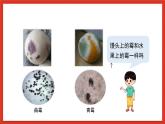 蘇教版科學五下 1.3 《發(fā)霉與防霉》課件+教案