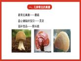 苏教版科学五下 1.4 《微生物的“功”与“过”》课件+教案