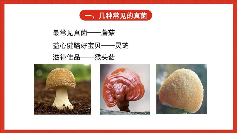 苏教版科学五下 1.4 《微生物的“功”与“过”》课件+教案03