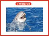 苏教版科学五下 2.7《海豚与声呐》课件+教案
